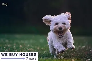 dealing with neighbors