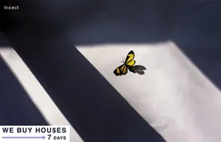 little bugs in house