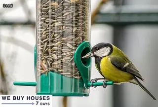 tiny black bugs on bed
