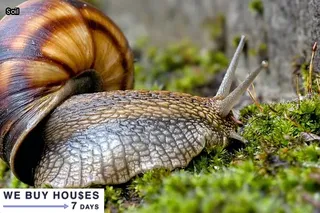 vertical crack foundation