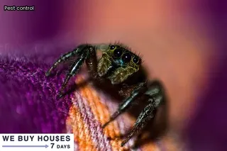 how do i know if i have termites in my house