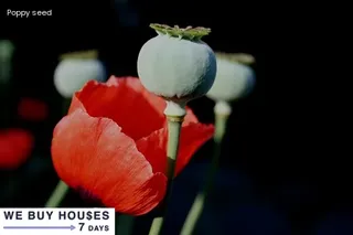 insect eggs that look like poppy seeds